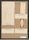 Licmophora grandis var. divisa (Kuetz.) Grun. (de-Toni-Nr.: Genus 86, Species 2966) Zeichnungen Sammlung Grunow Nr. 6024 (NHMW-BOT-W0374520)